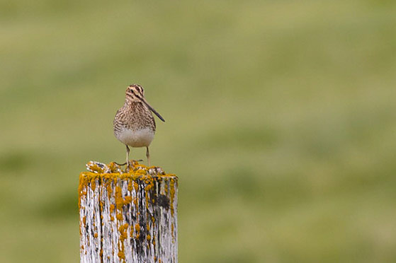 Common Snipe