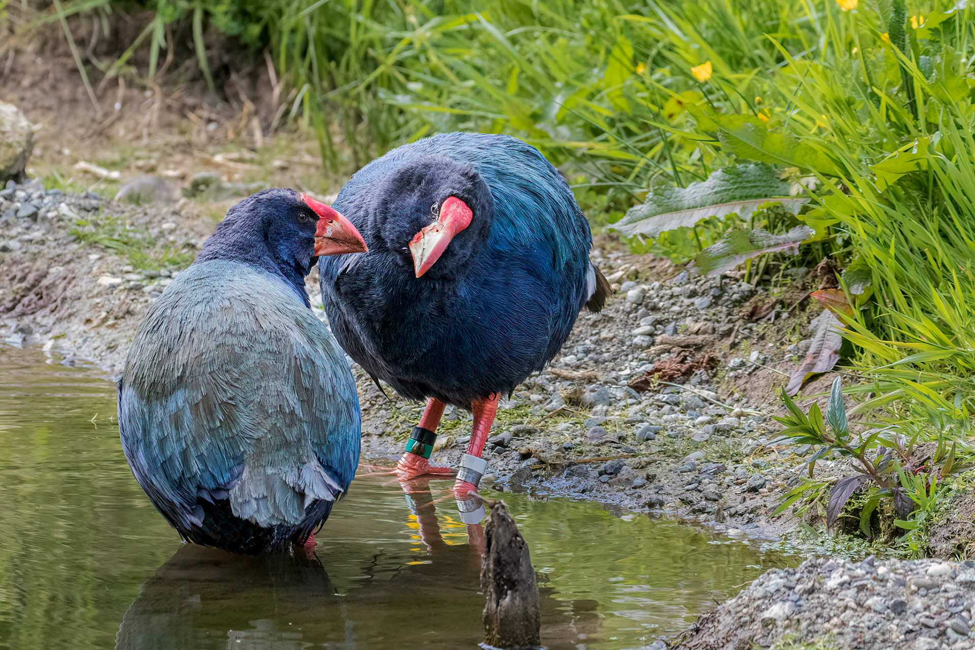 Takahe