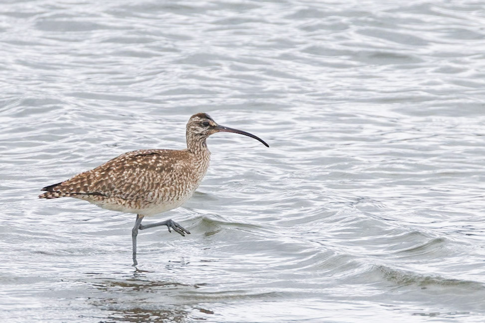Whimbrel