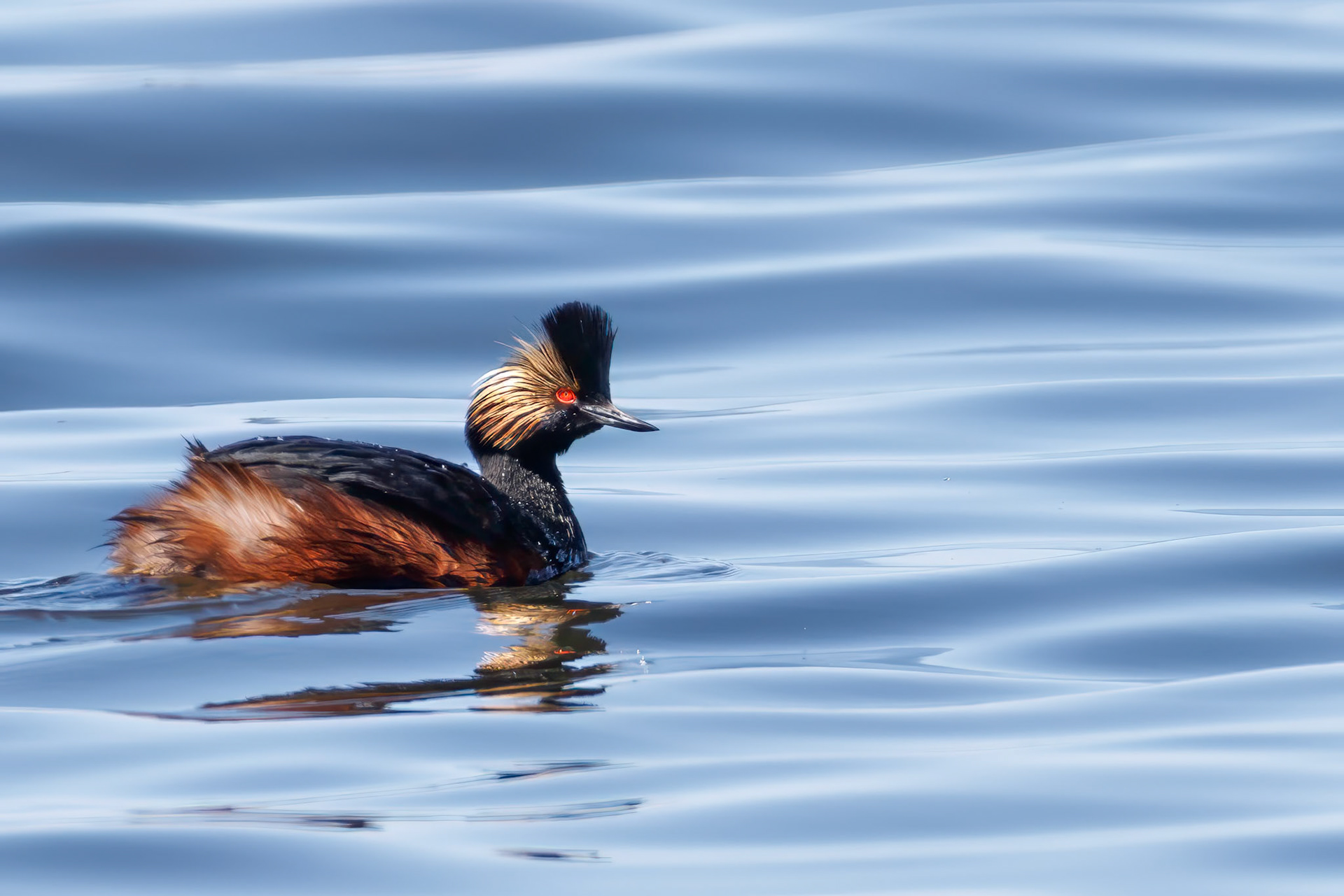 Eared Grebe