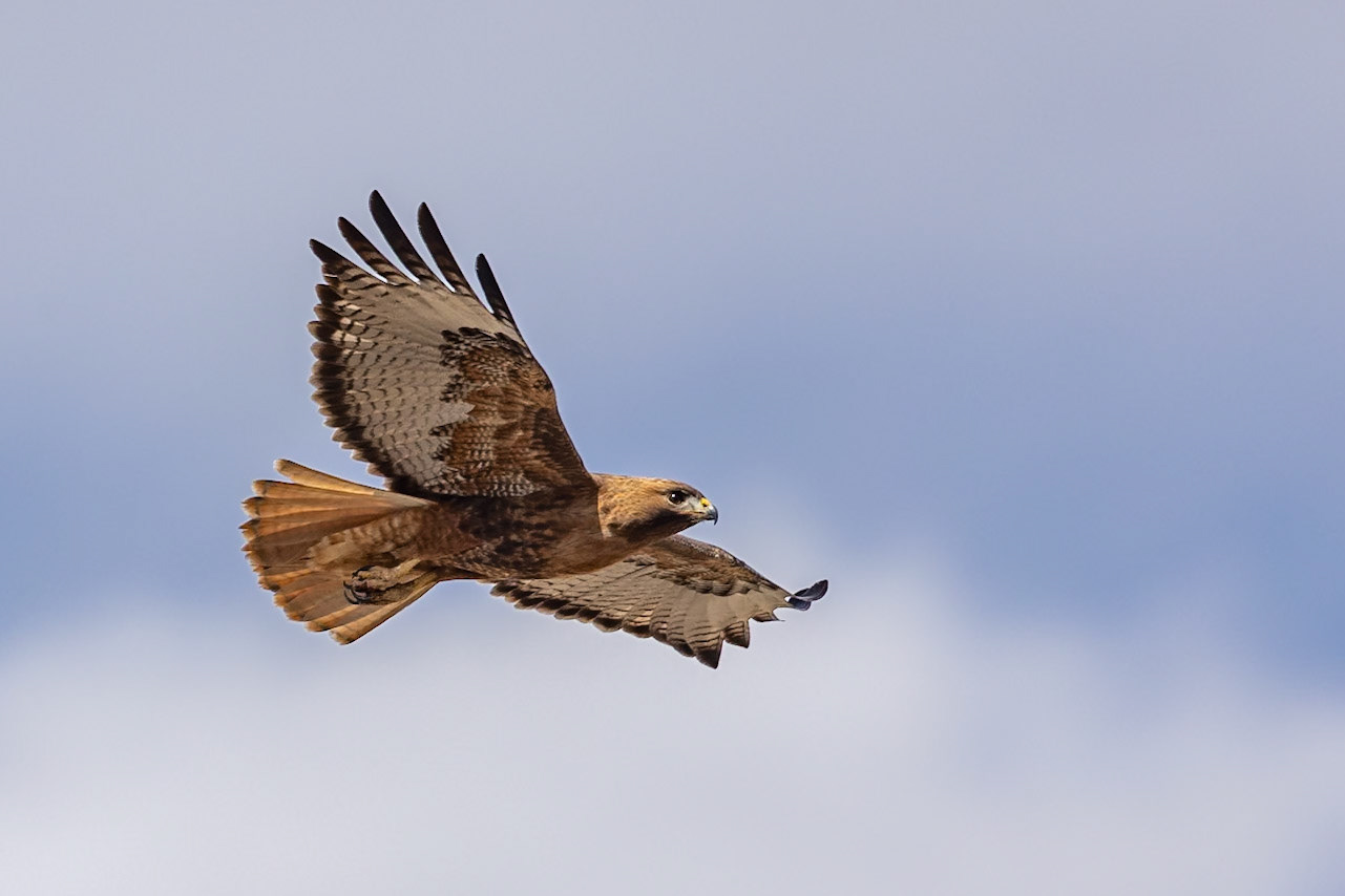 Red-tailed Hawk