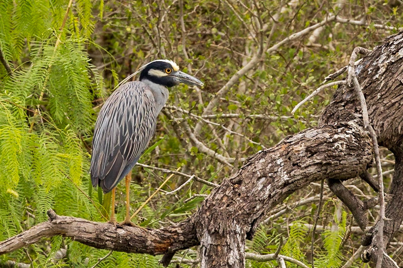 Yellow-crowned Night-Heron