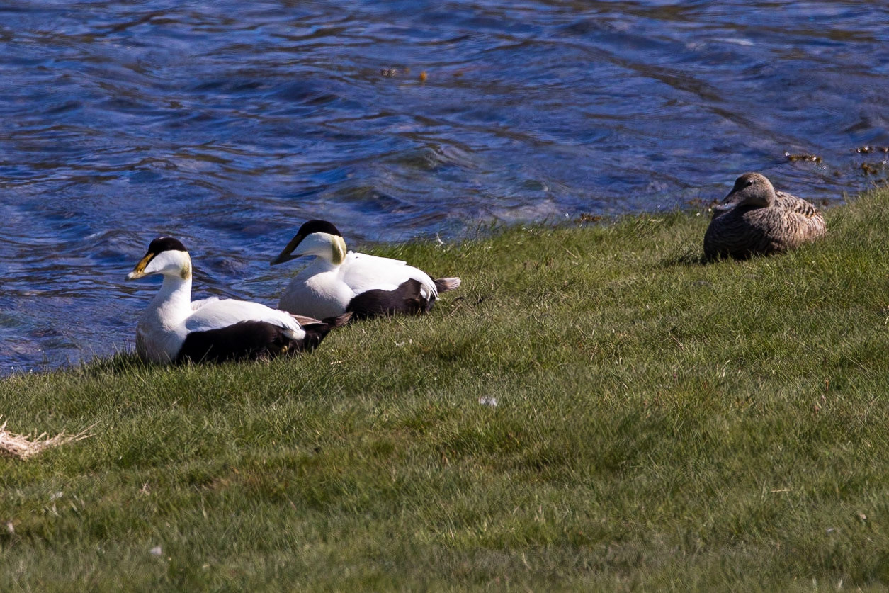 Male and femail Eiders