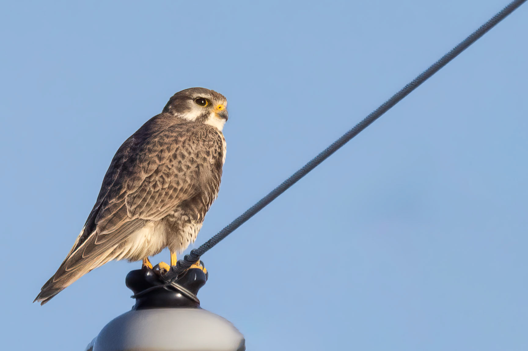 Prairie Falcon
