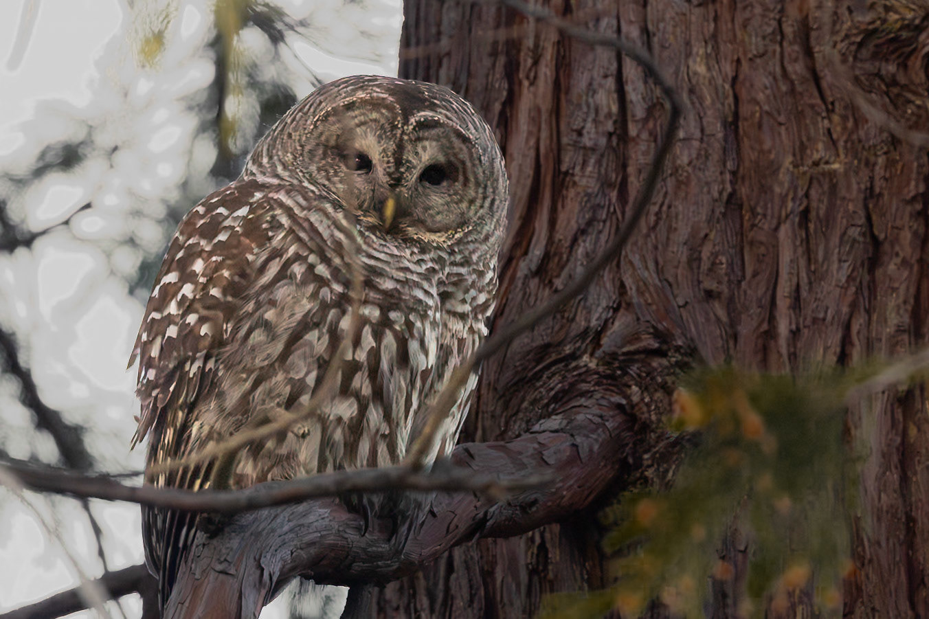 Barred Owl