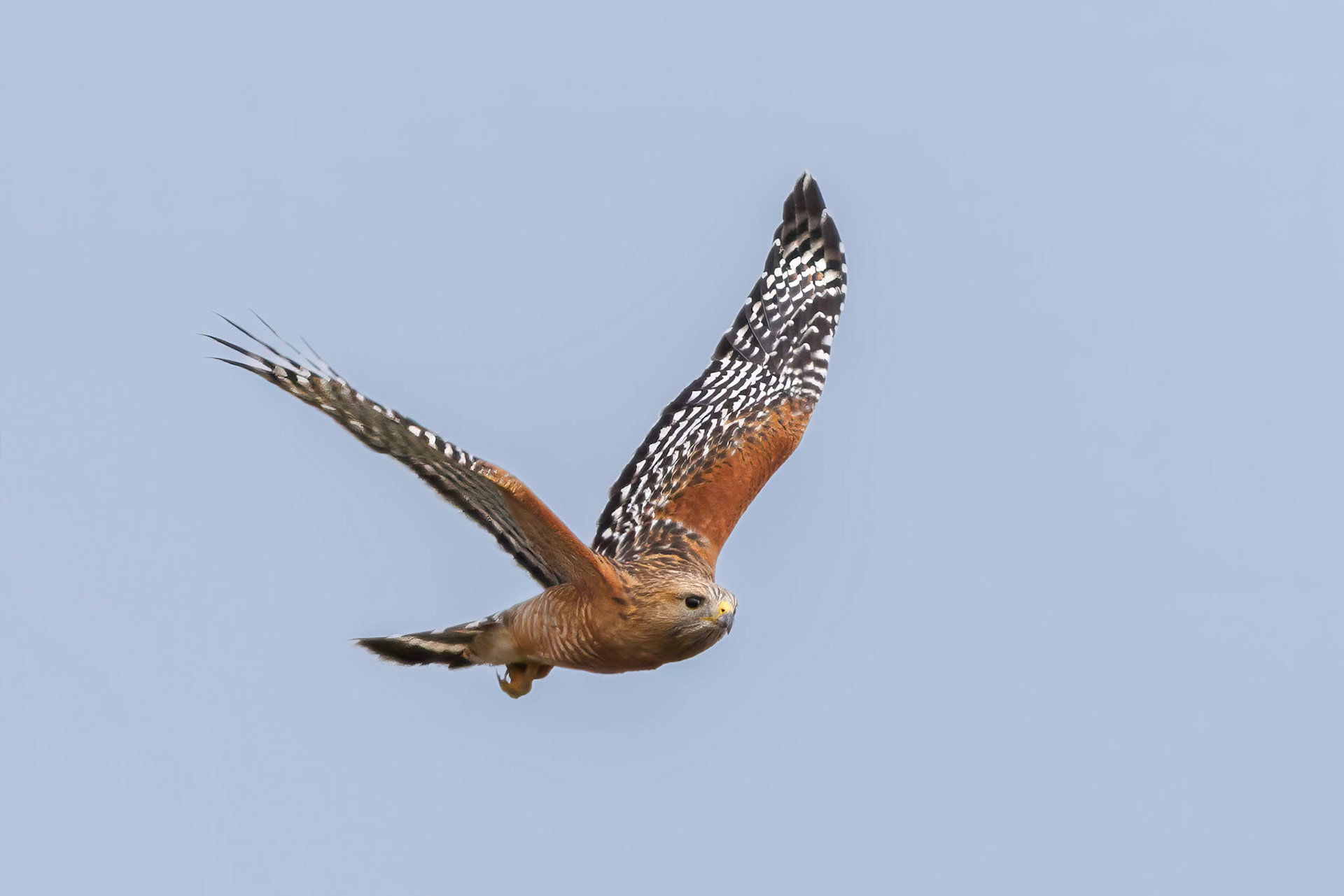 Red-shouldered Hawk