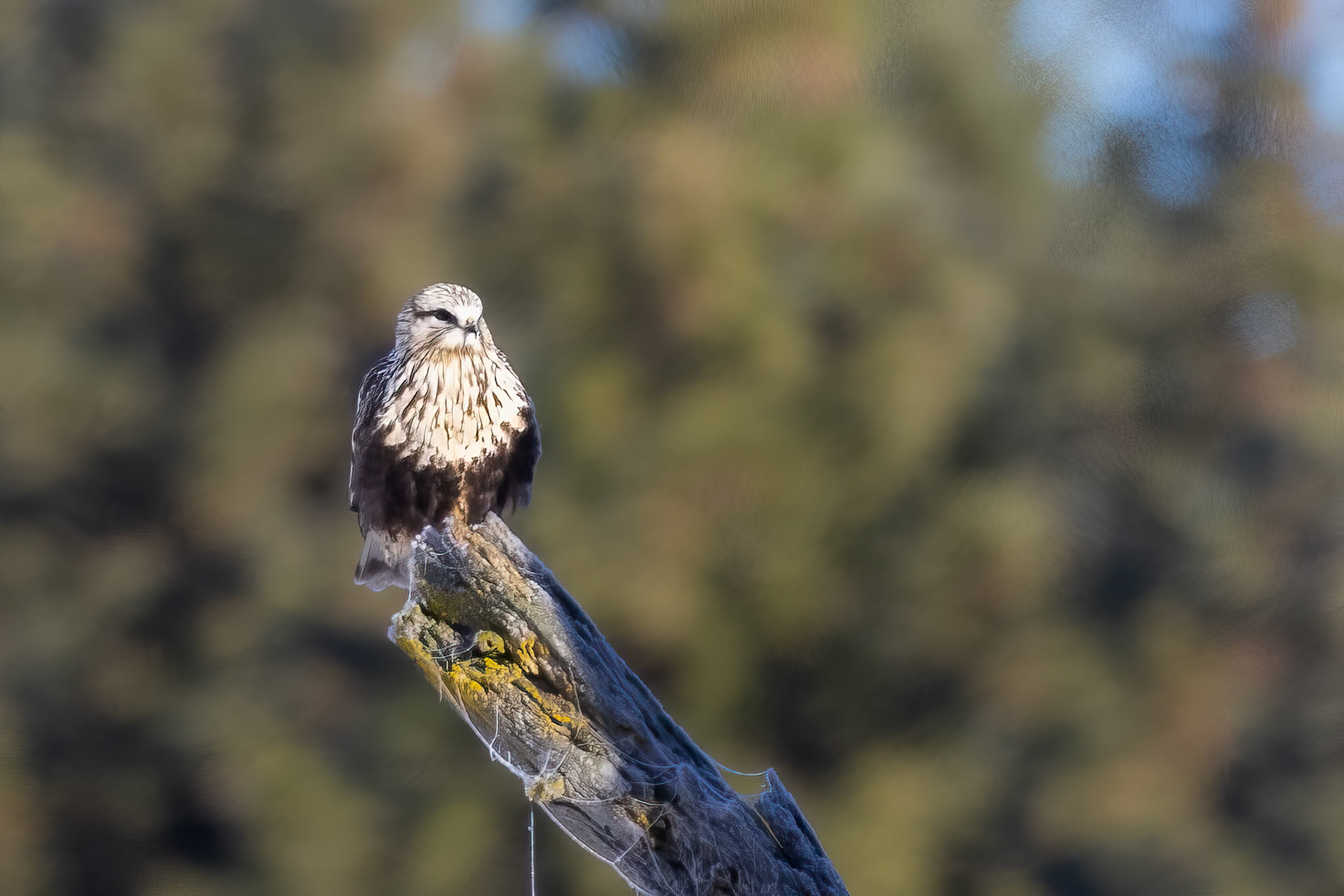 Rough-legged Hawk