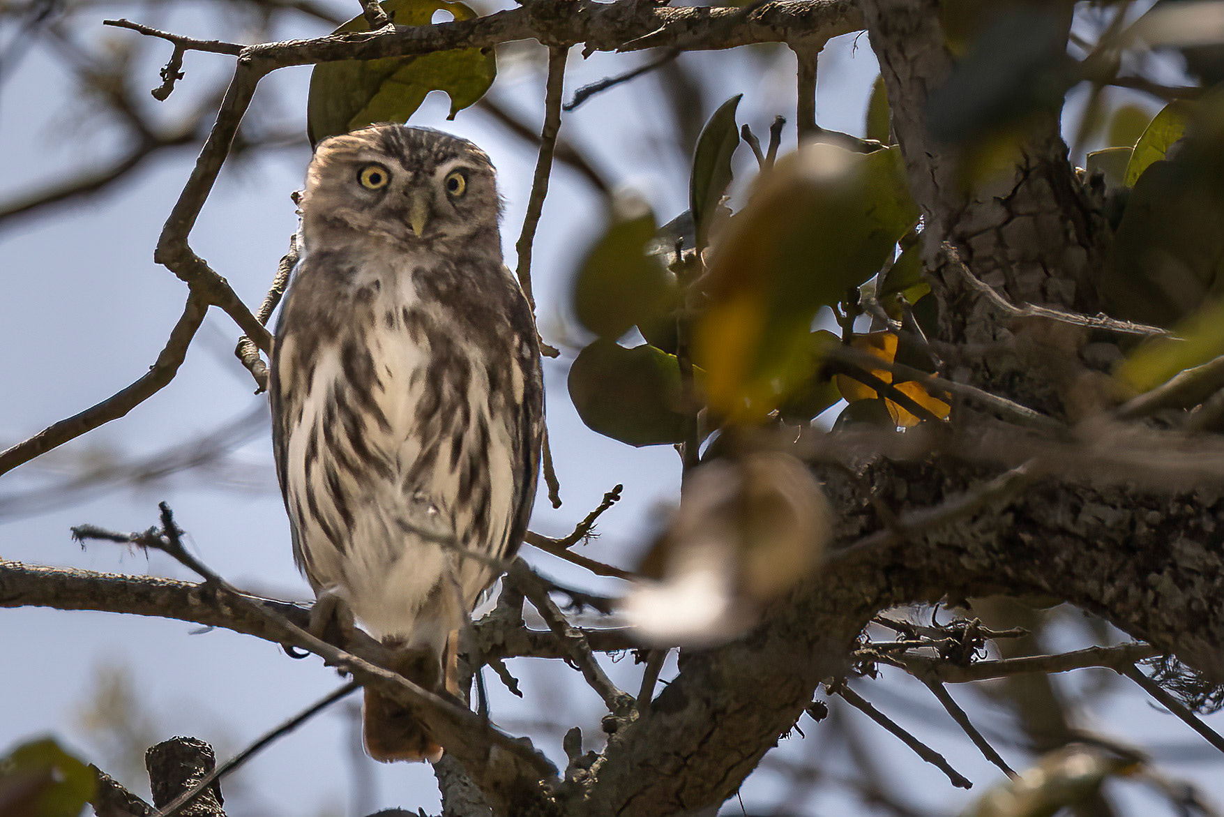 Ferruginous Pygmy-Owl