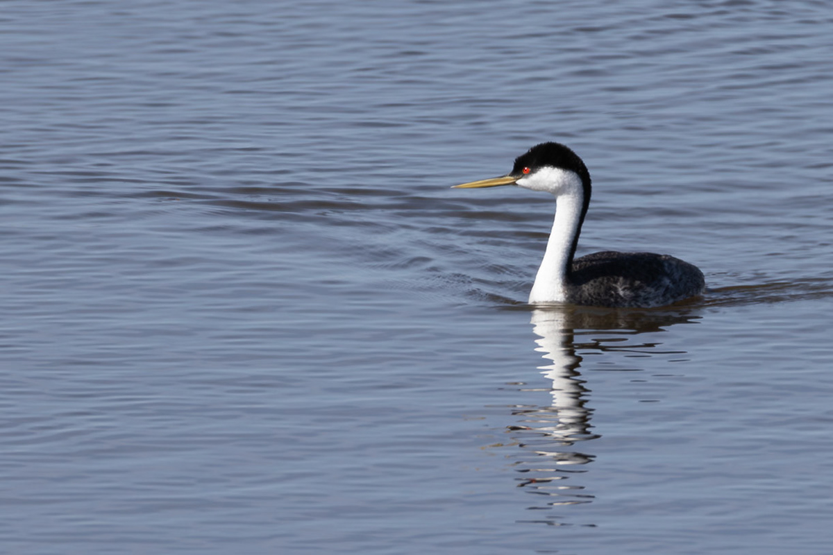 Western Grebe
