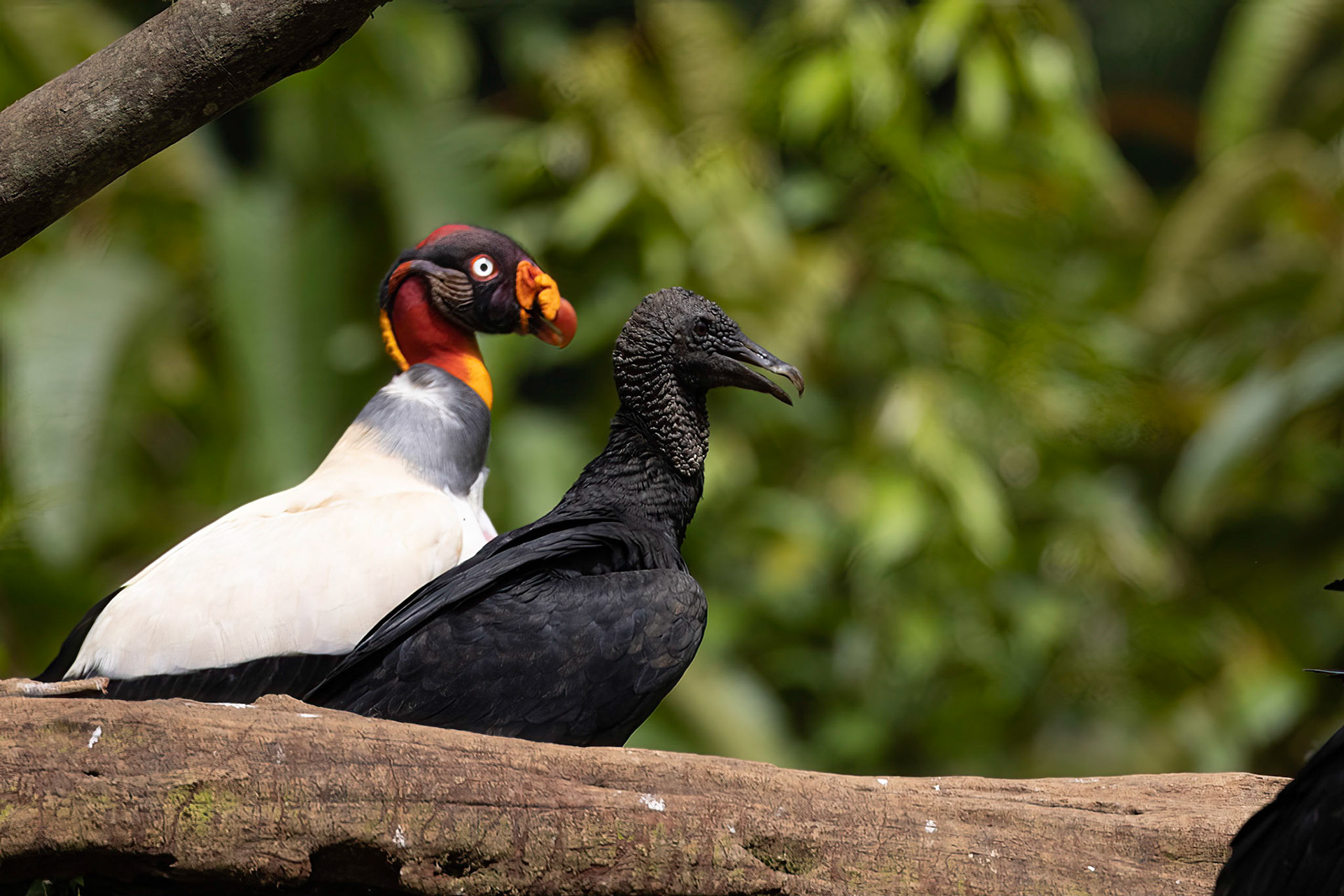 Black and King Vultures