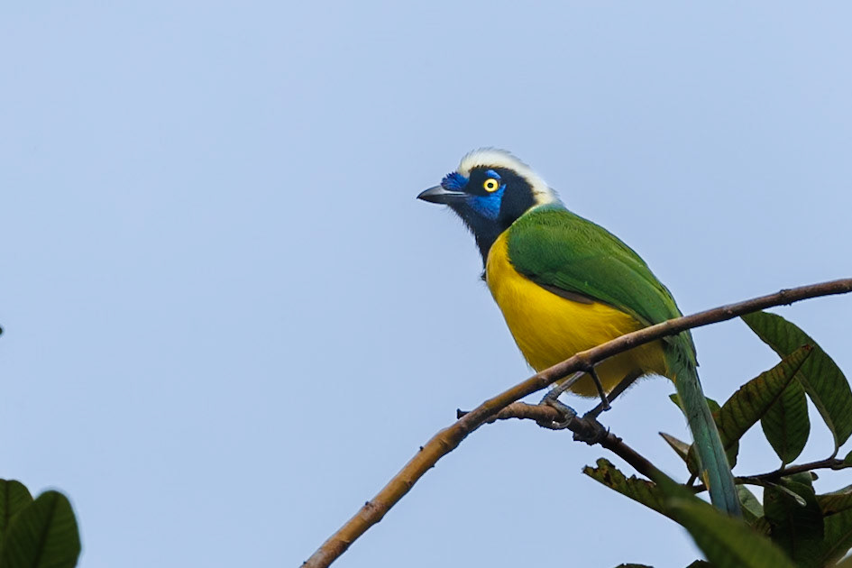 Green Jay