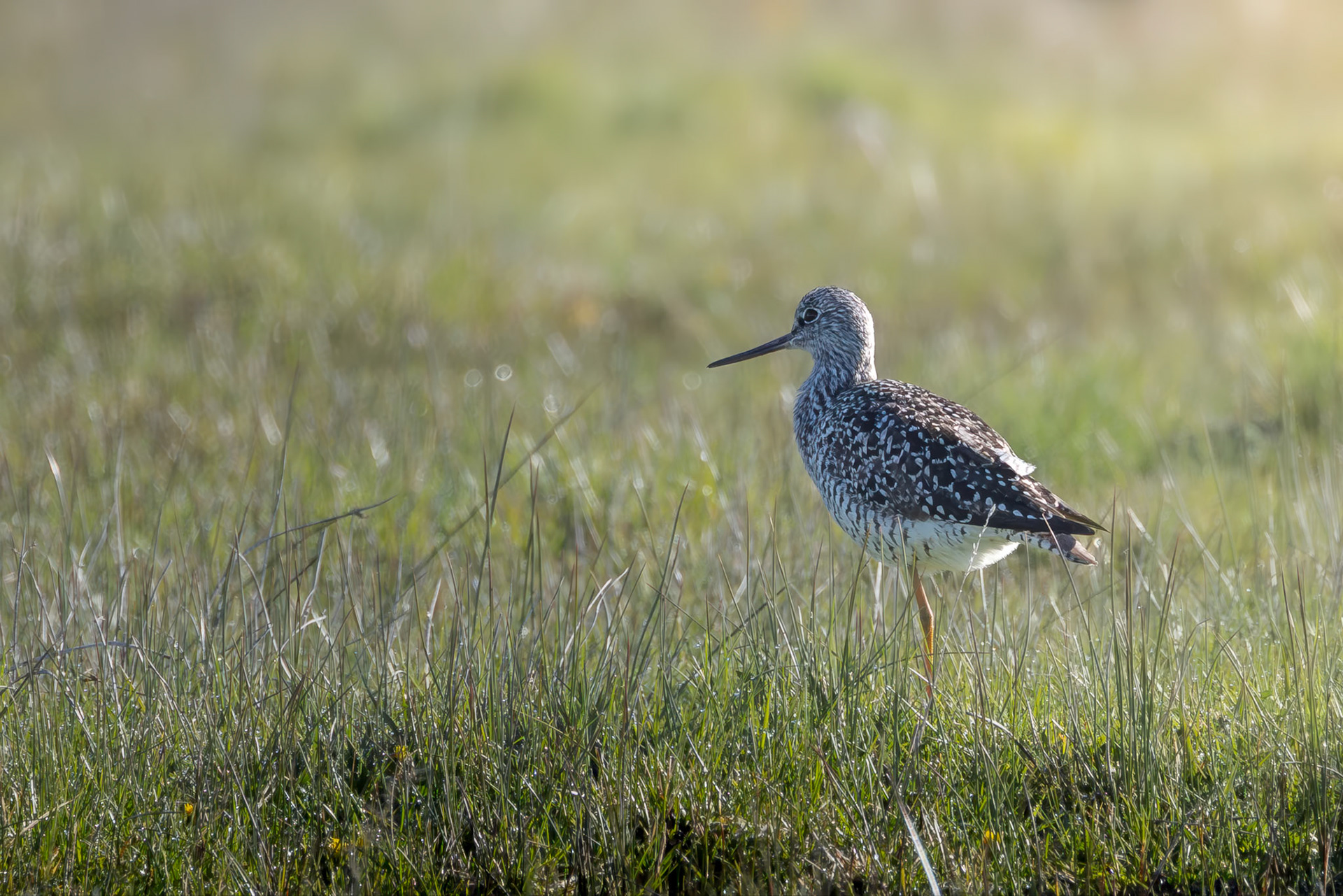 Greater Yellowlegs