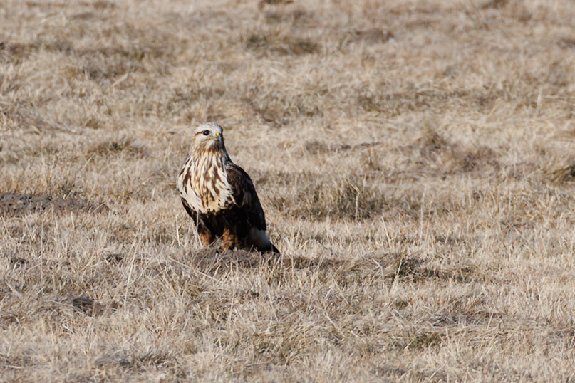 Rough-legged Hawk