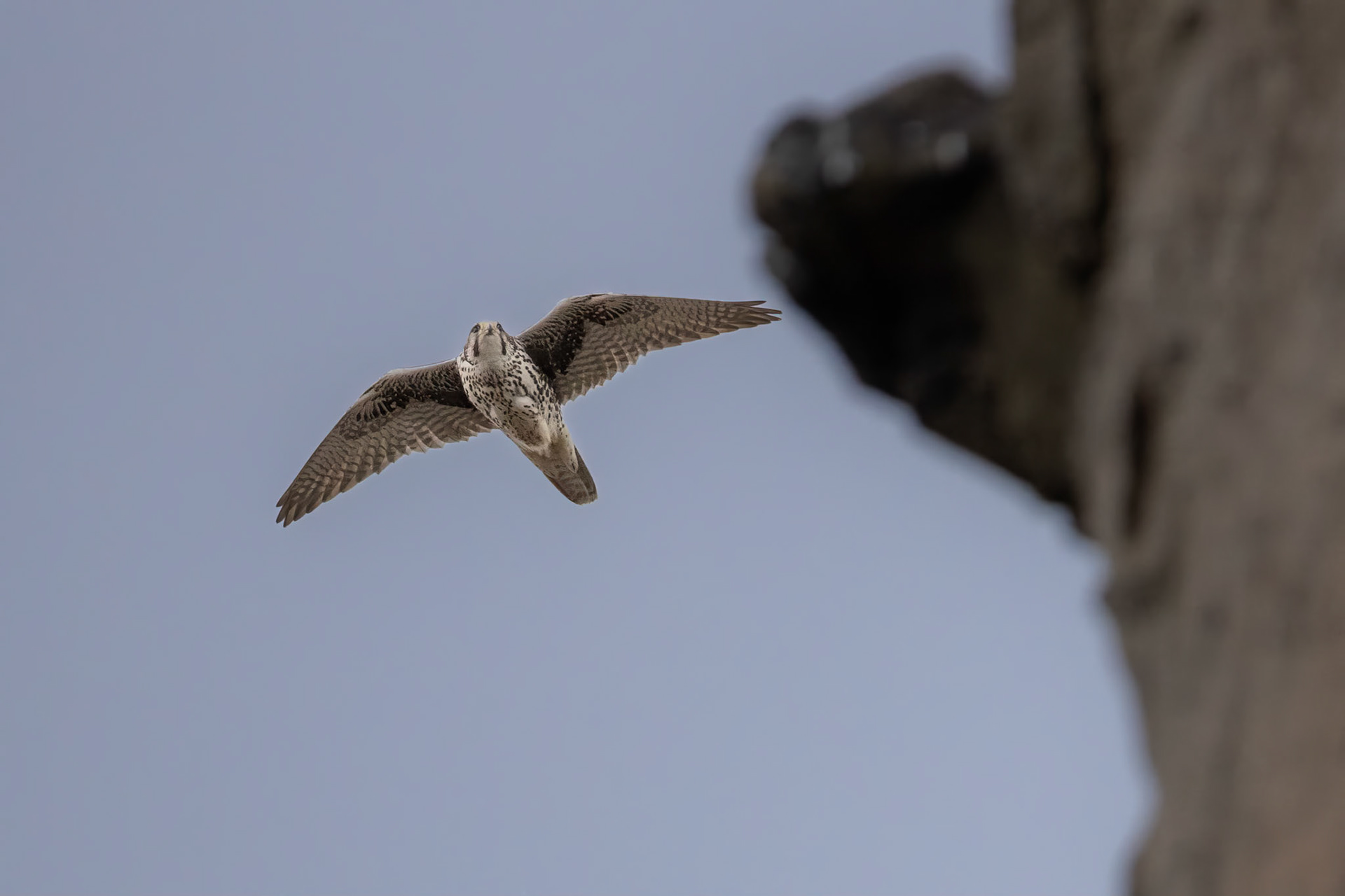 Prairie Falcon