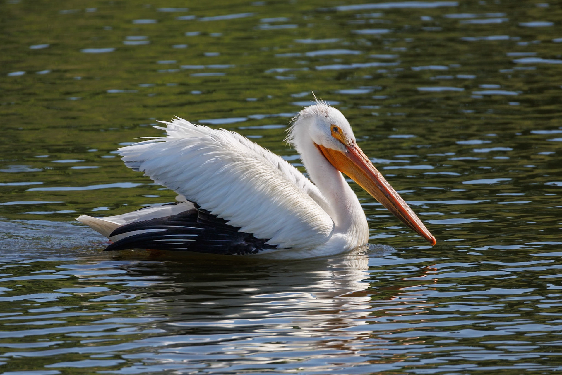 American White Pelican