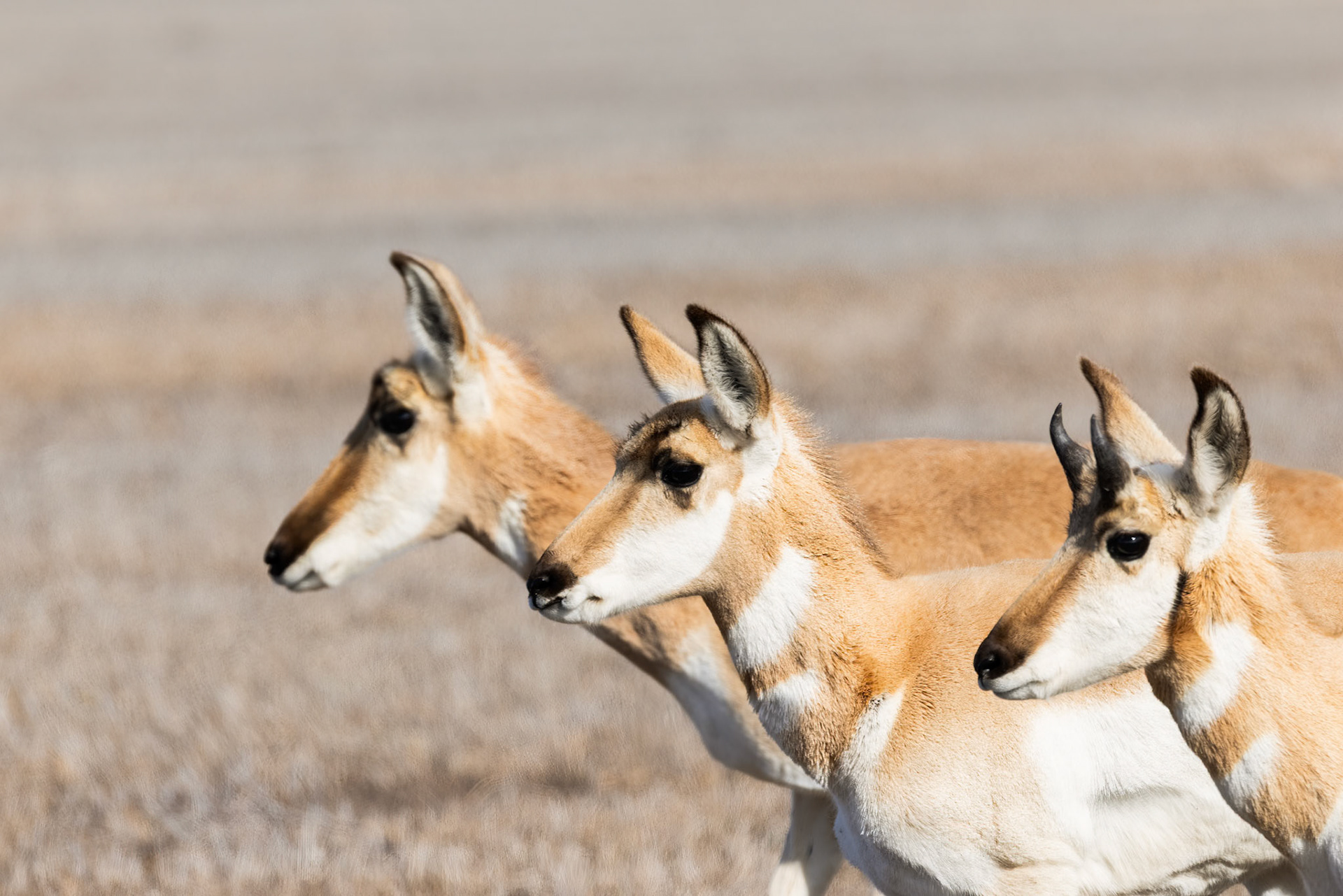 Pronghorn