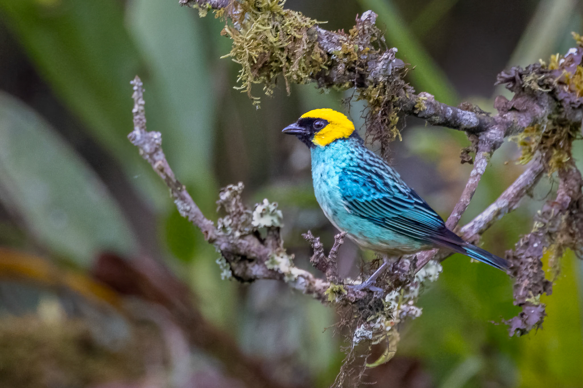 Saffron-crowned Tanager