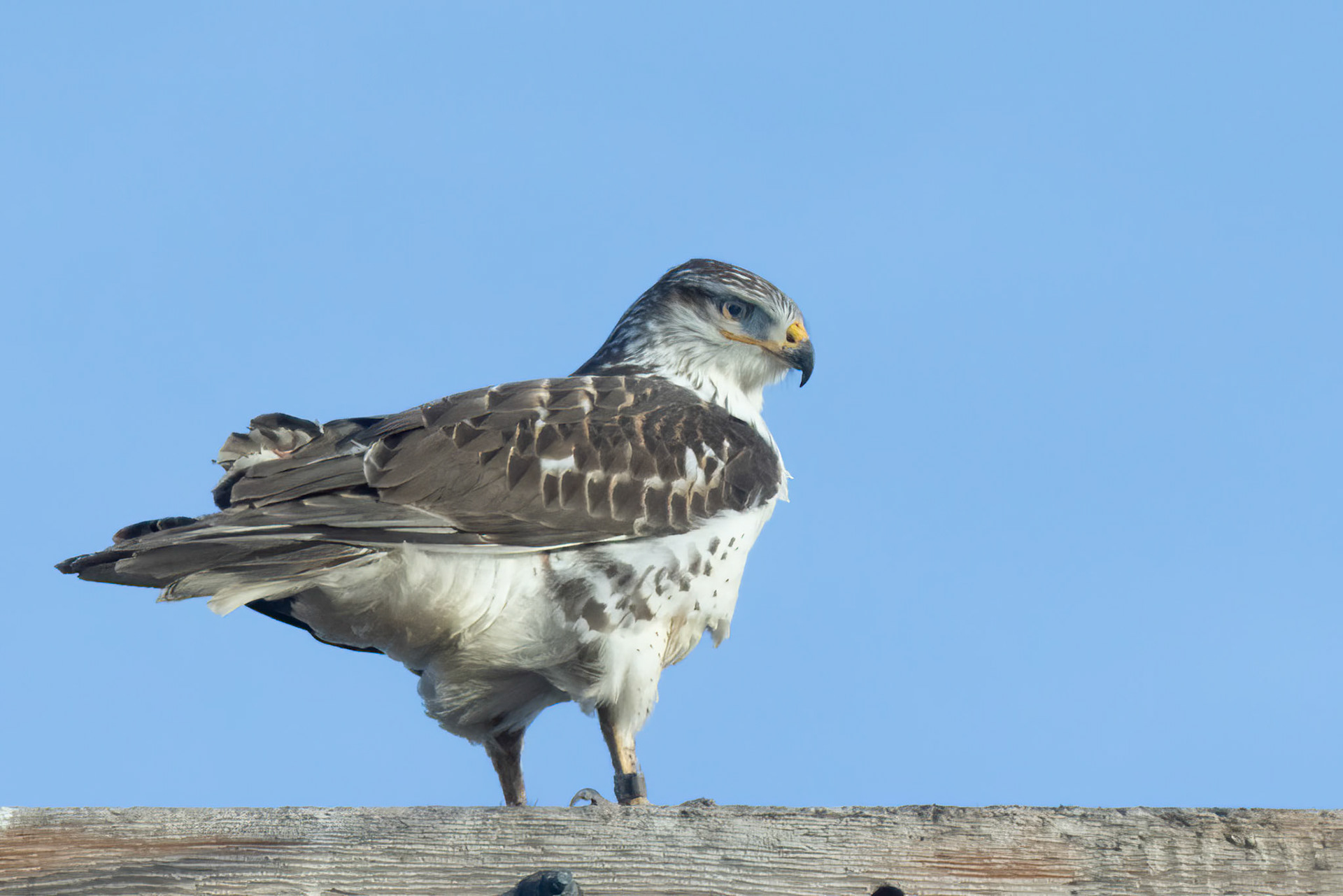 Ferruginous Hawk