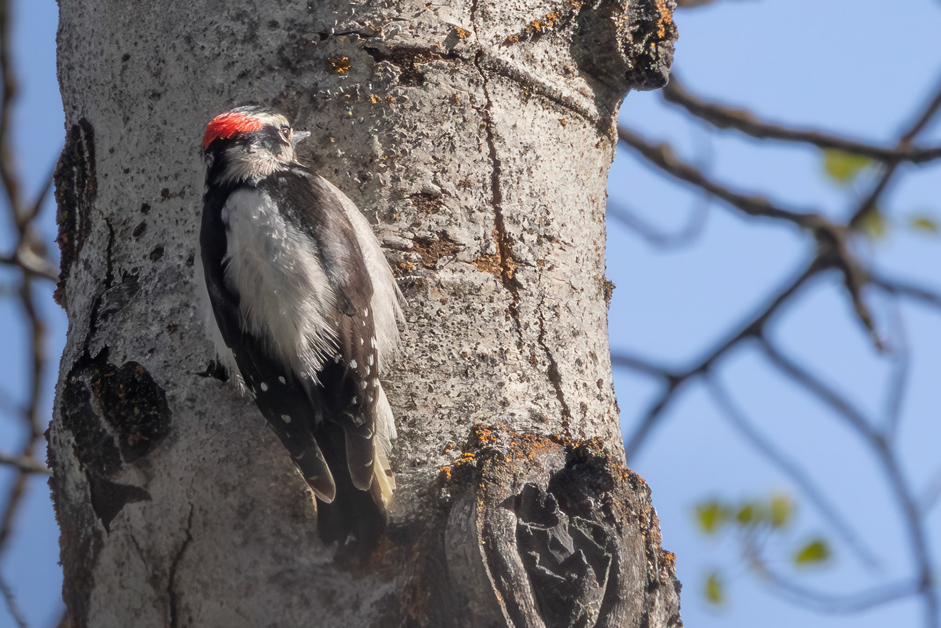Downy Woodpecker