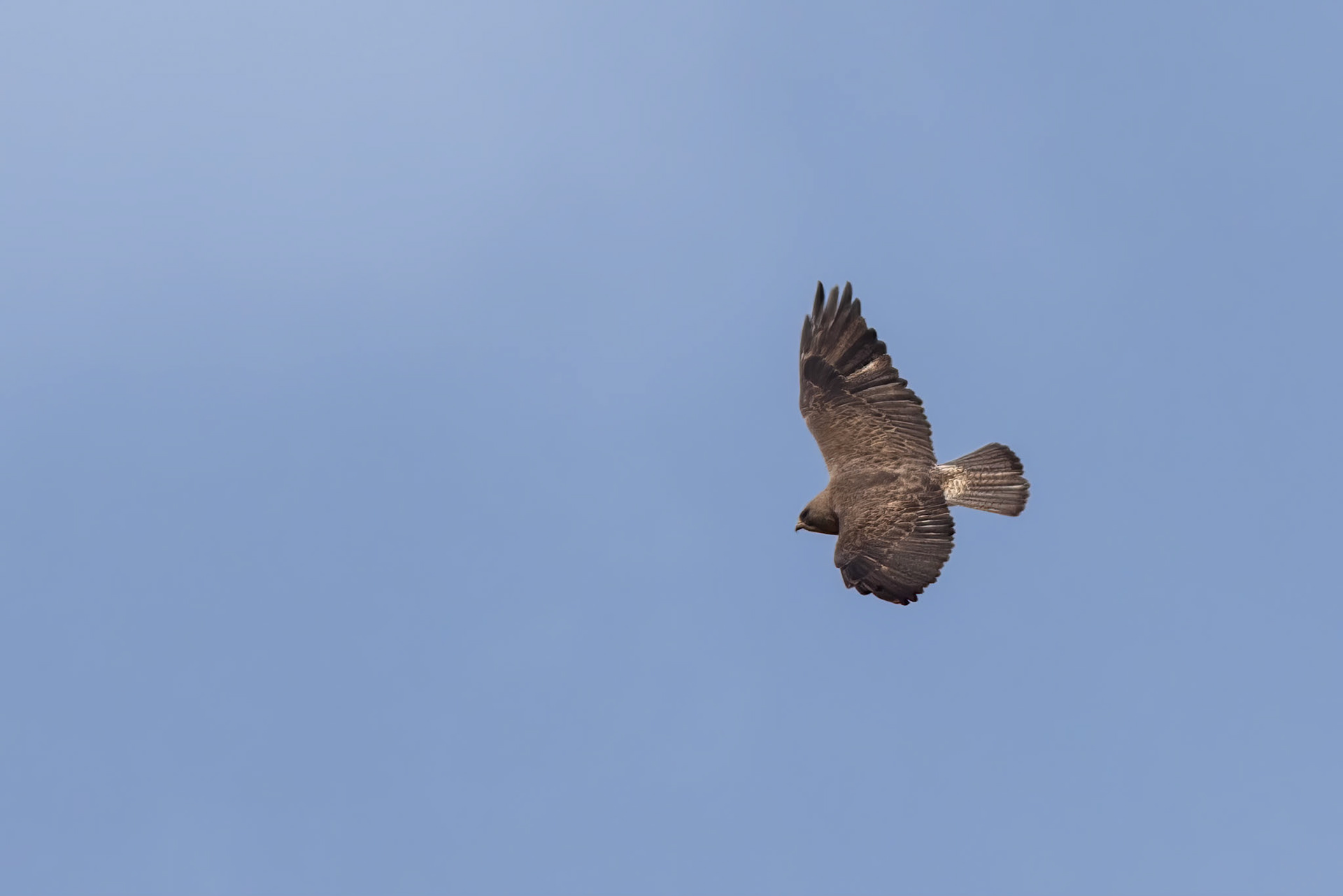 Swainson's Hawk