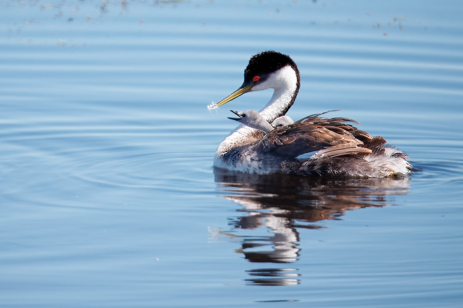 Western Grebe and babies