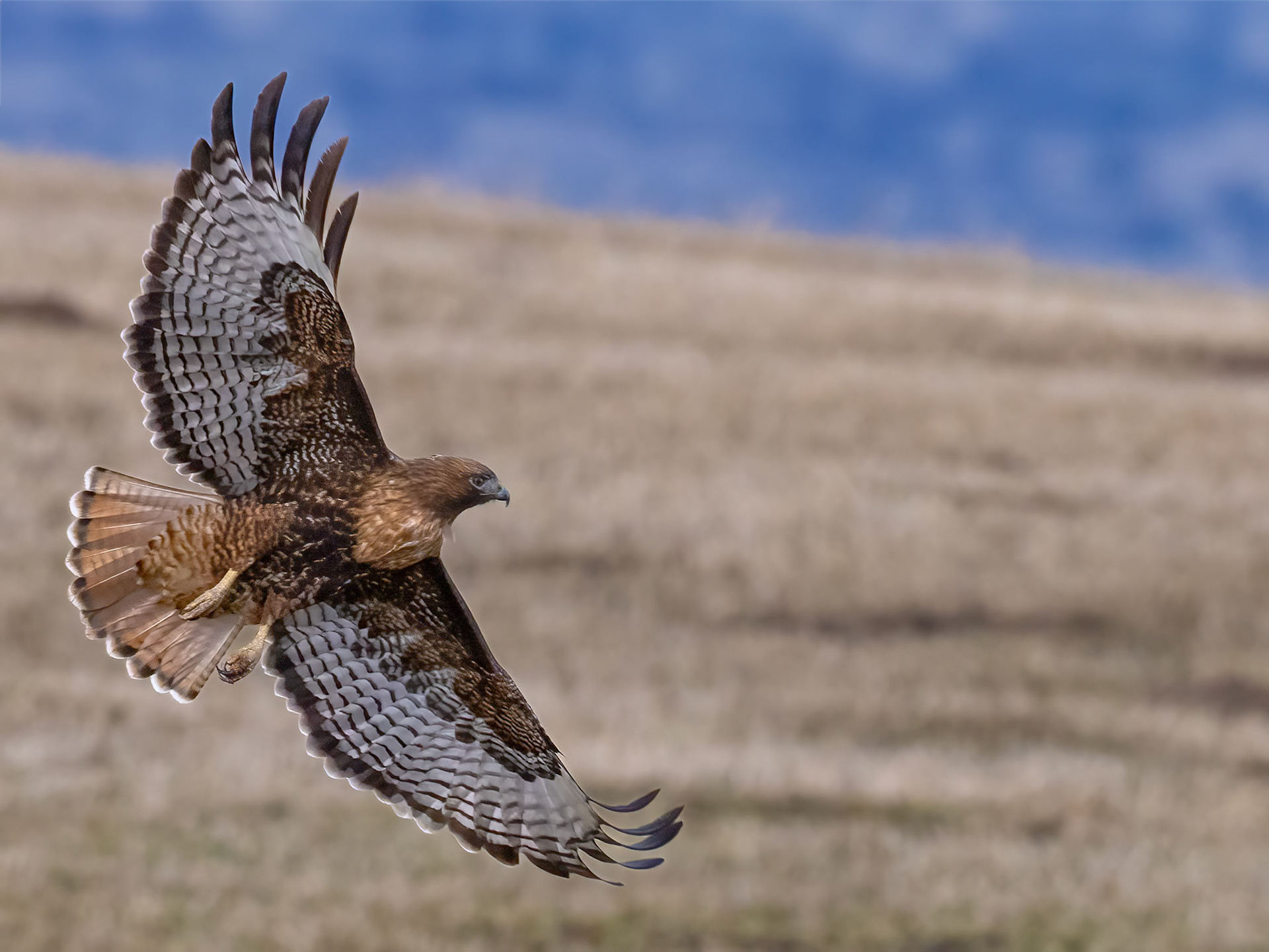 Red-tailed Hawk