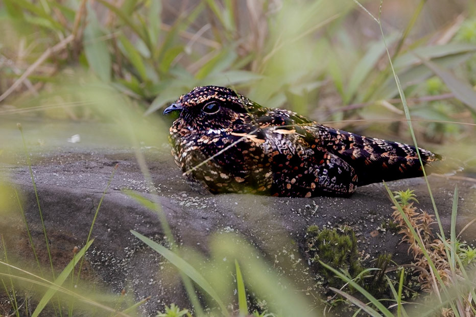 Blackish Nightjar