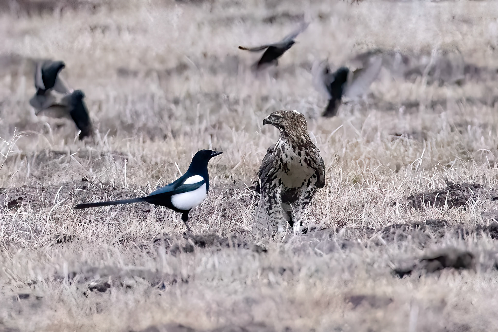Red-tailed Hawk and Black-billed Magpie