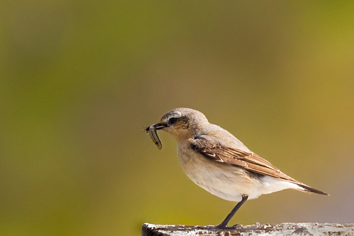 Northern Wheatear