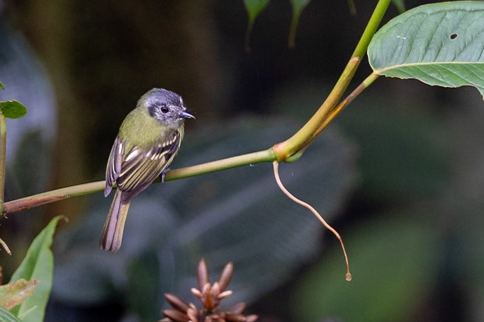 Slaty-capped Flycatcher
