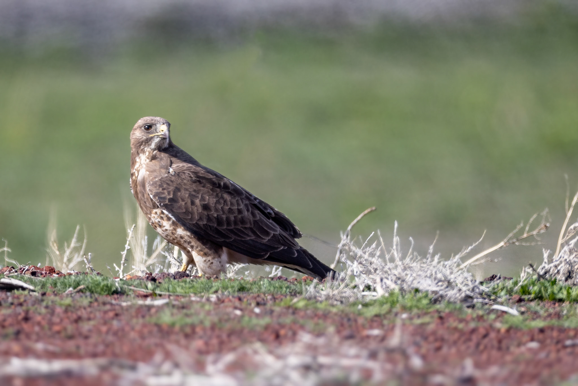 Swainson's Hawk