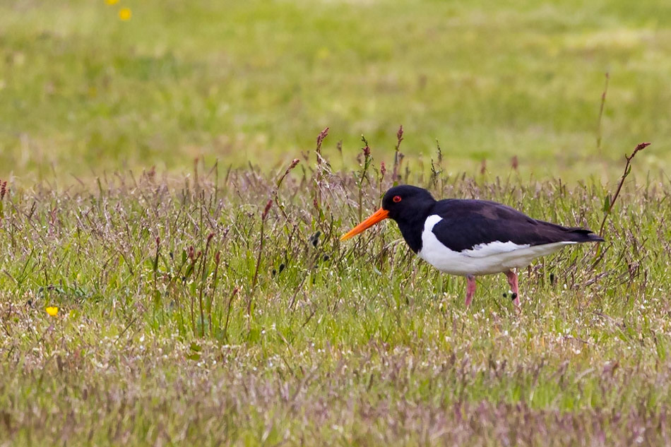 Eurasian Oystercatcher
