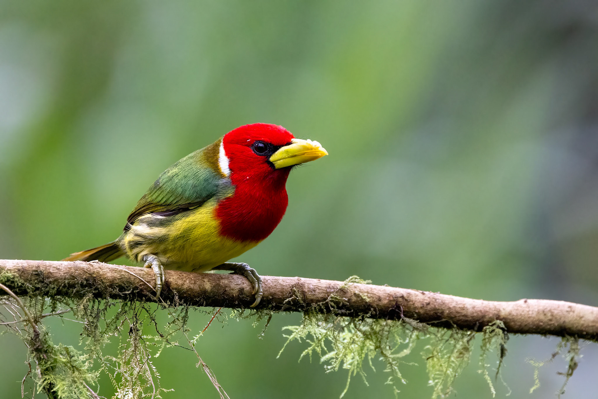 Red-headed Barbet