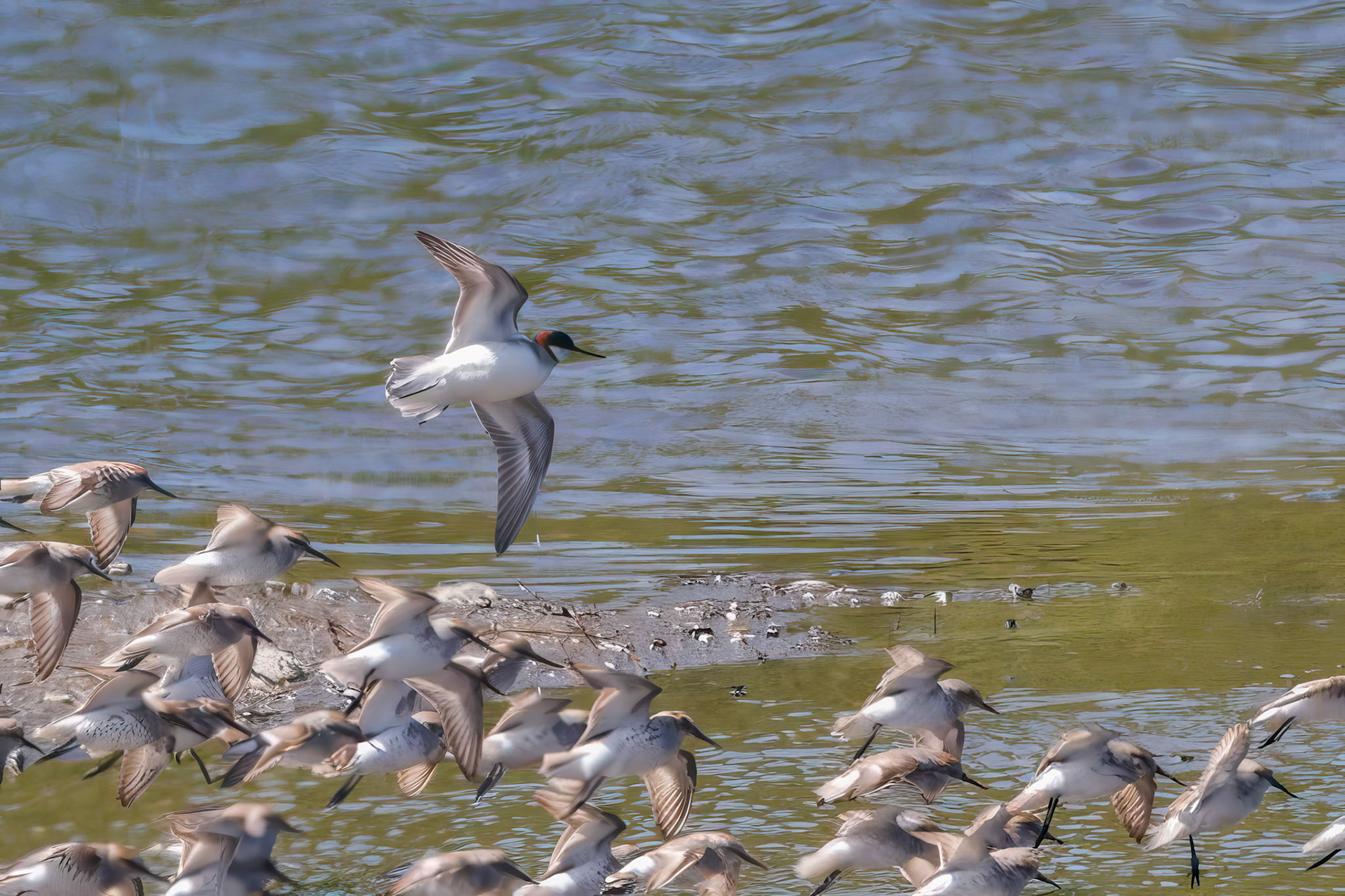 Red-necked Phalarope