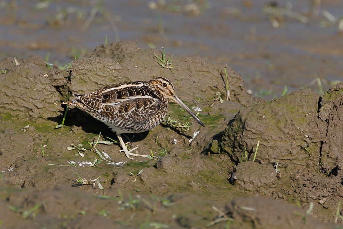 Wilson's Snipe
