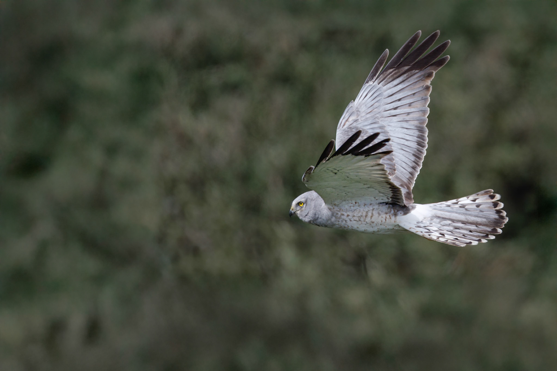Male Northern Harrier