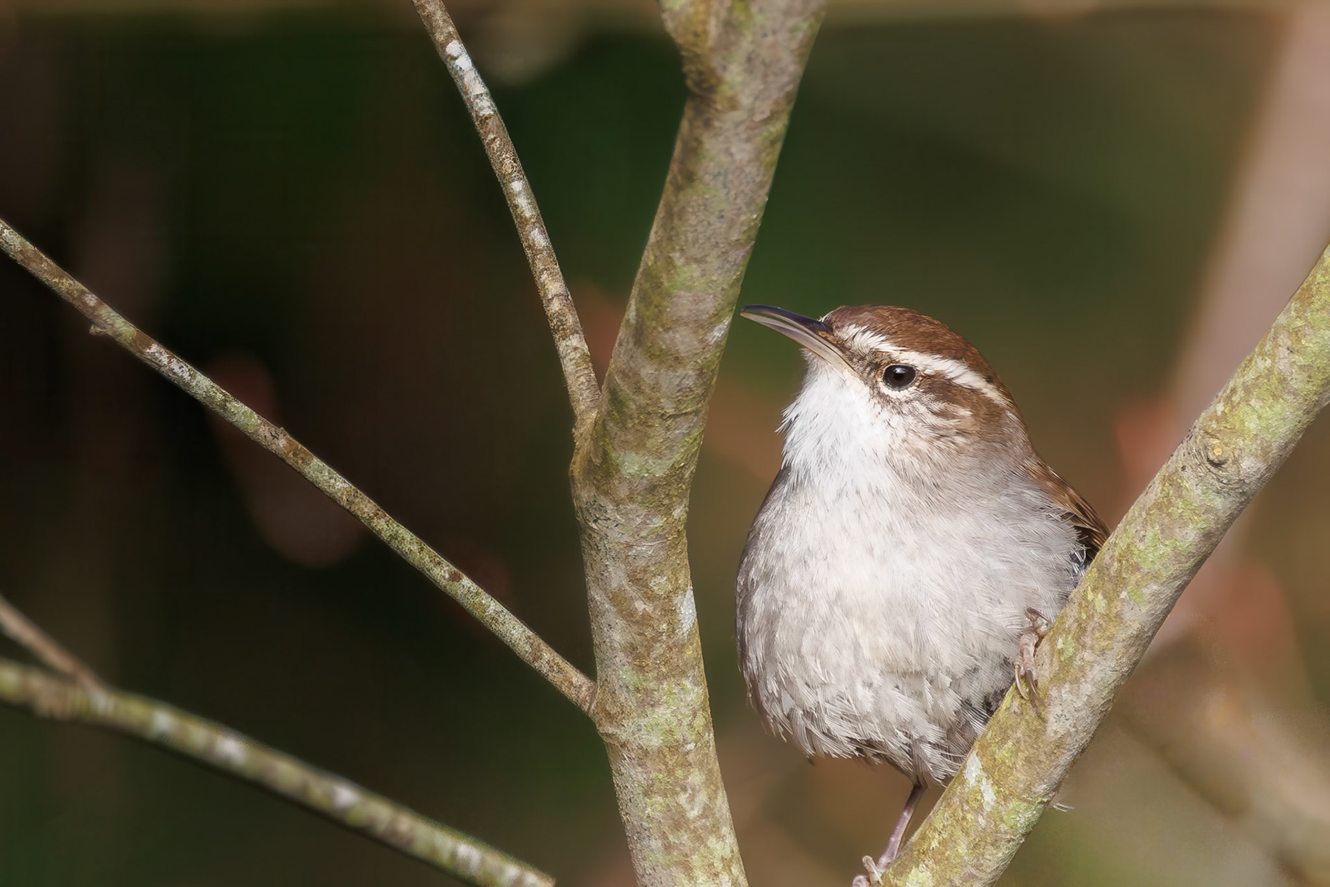 Bewick's Wren