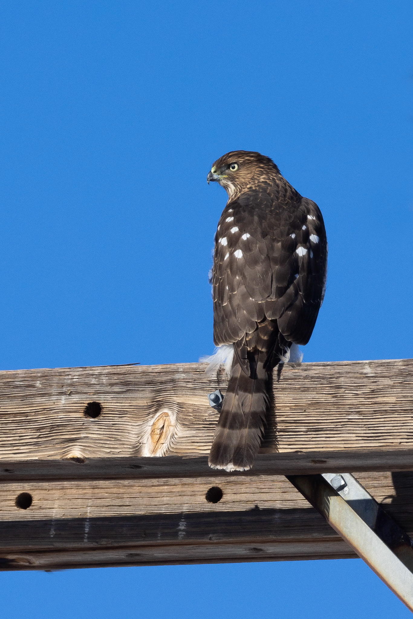 Cooper's Hawk