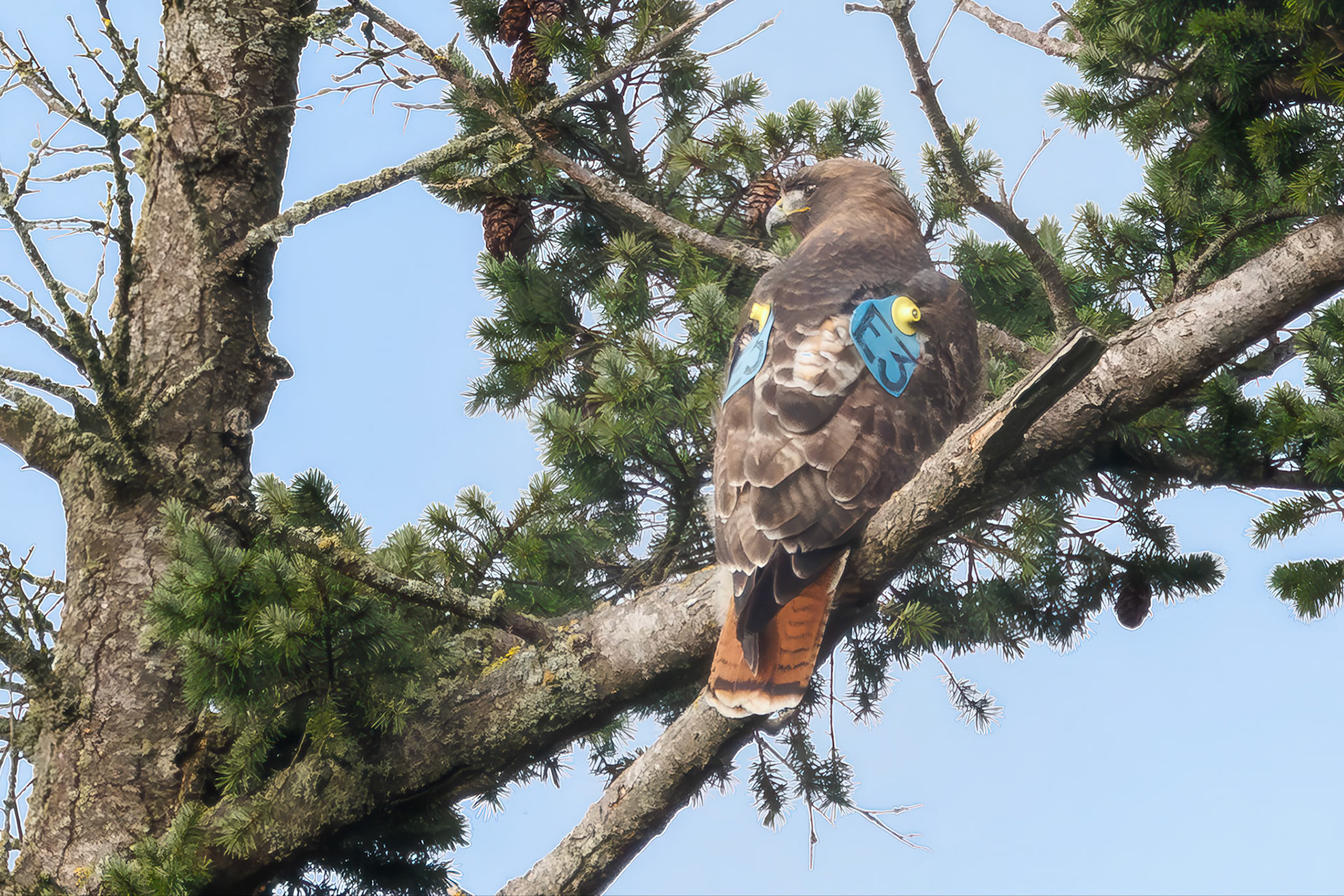 Red-tailed Hawk moved from airport