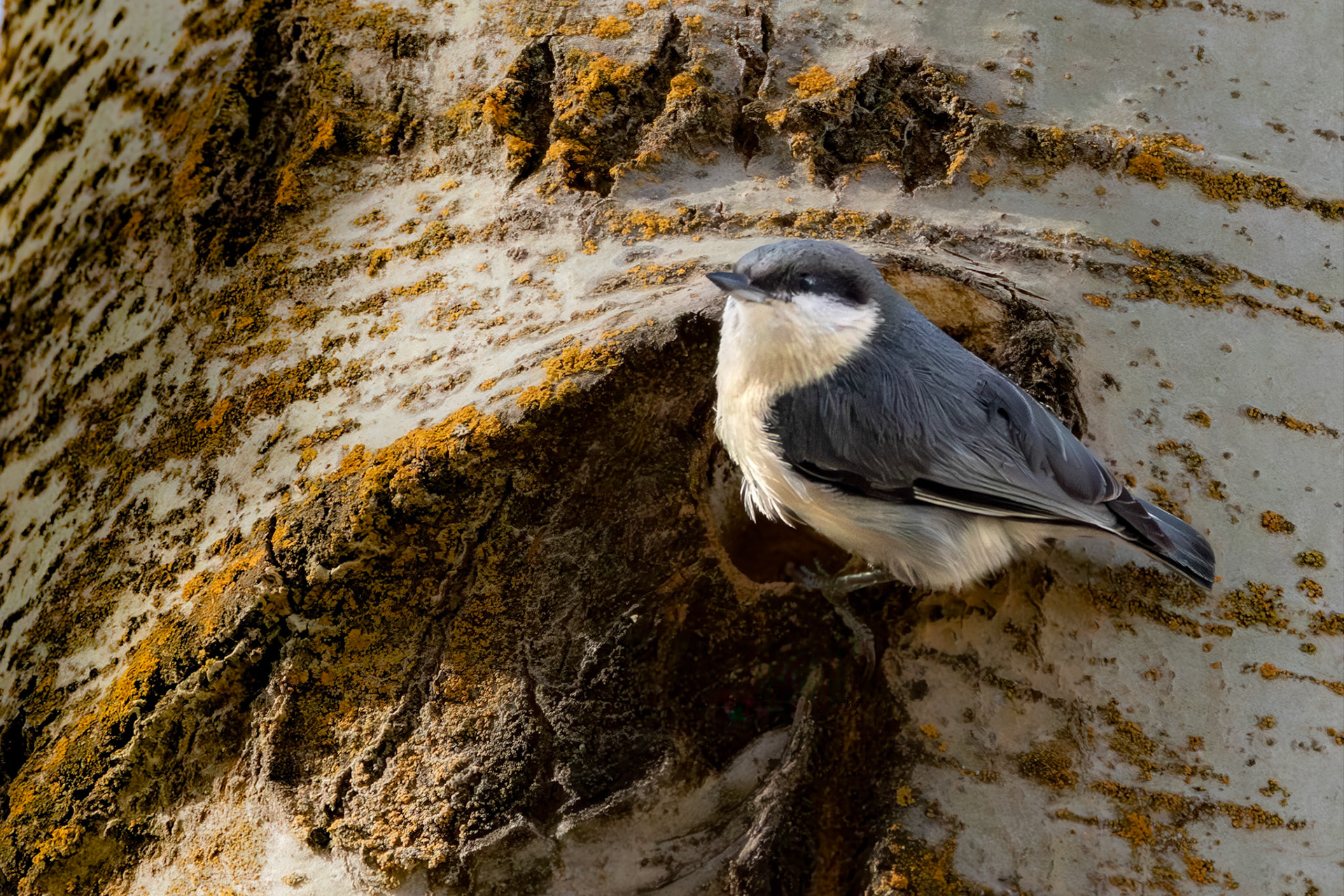 Pygmy Nuthatch
