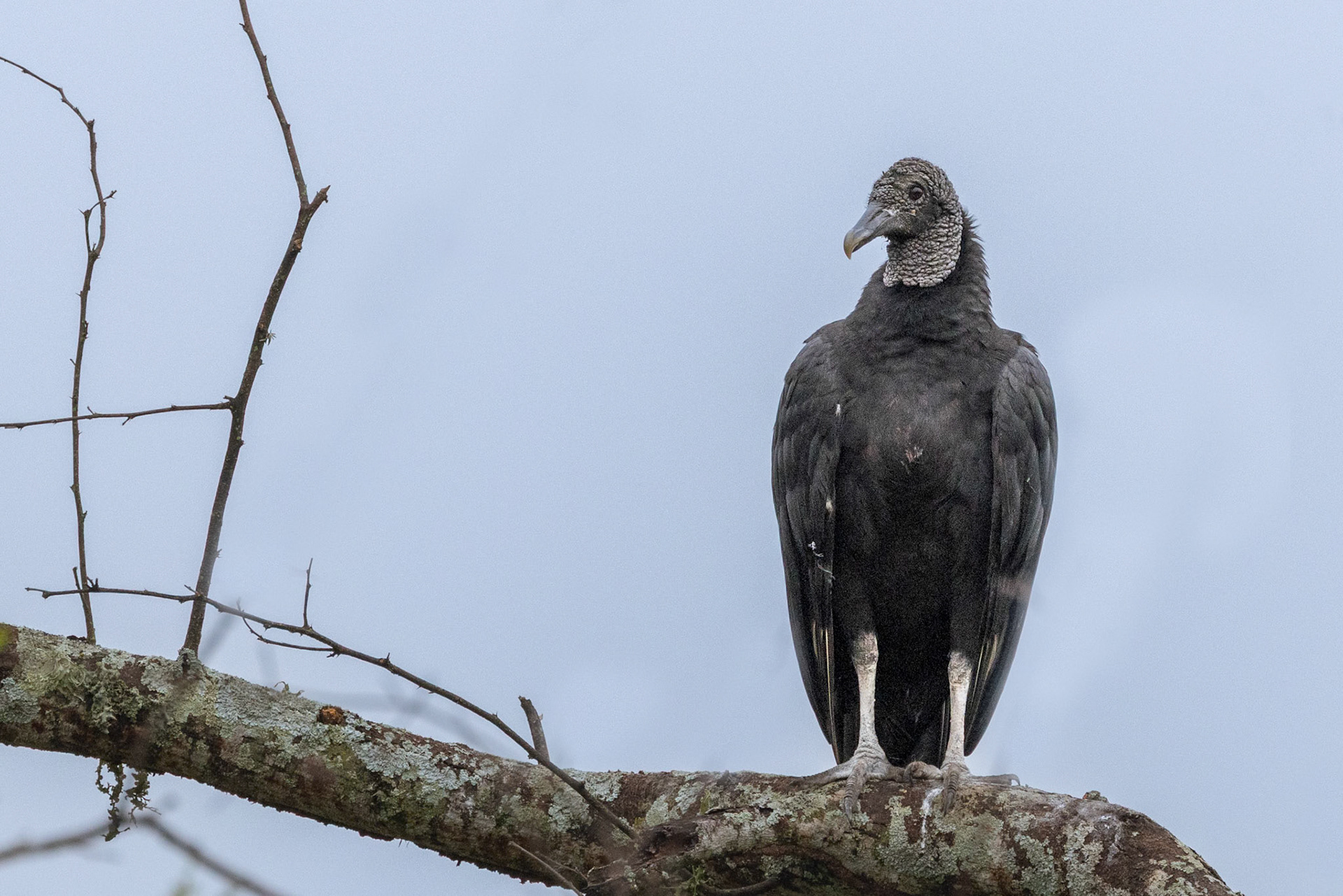 Black Vulture