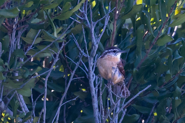 Carolina Wren