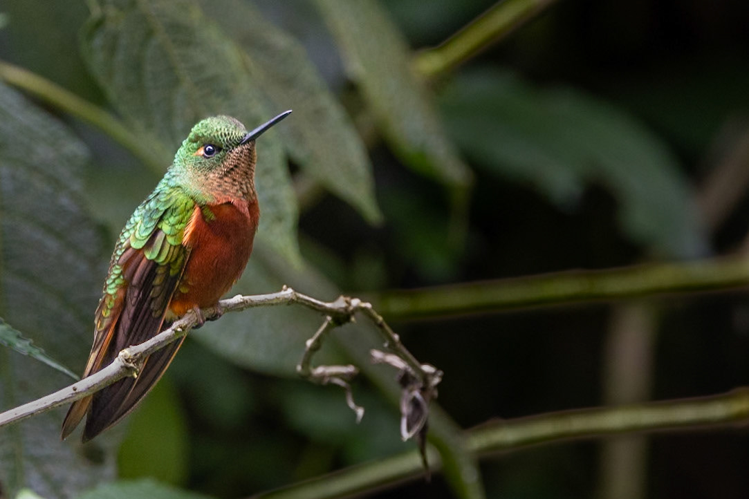 Chestnut-breasted Coronet