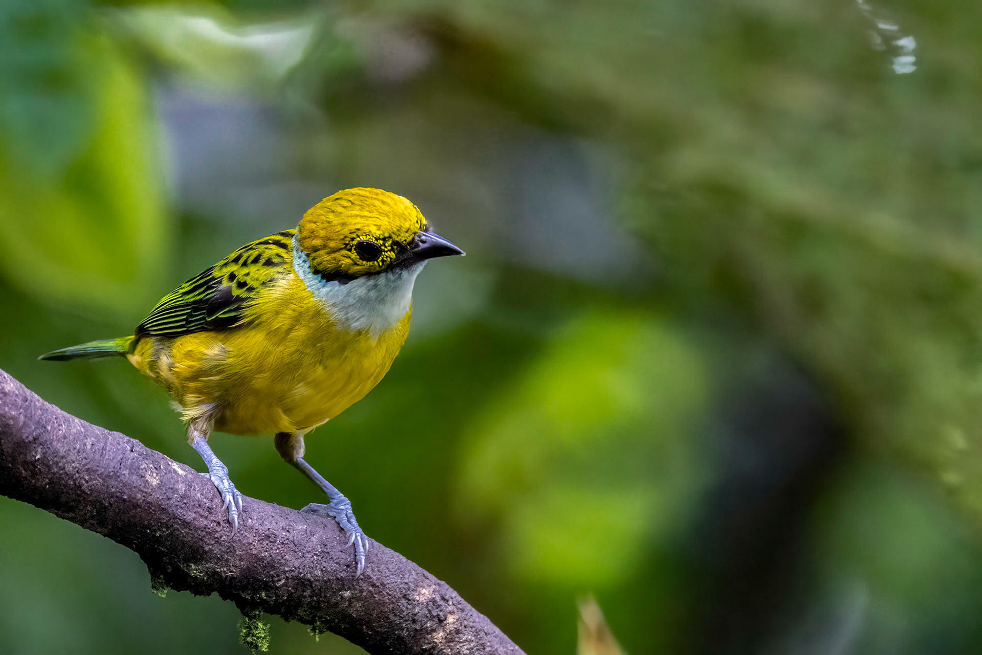 Silver-throated Tanager