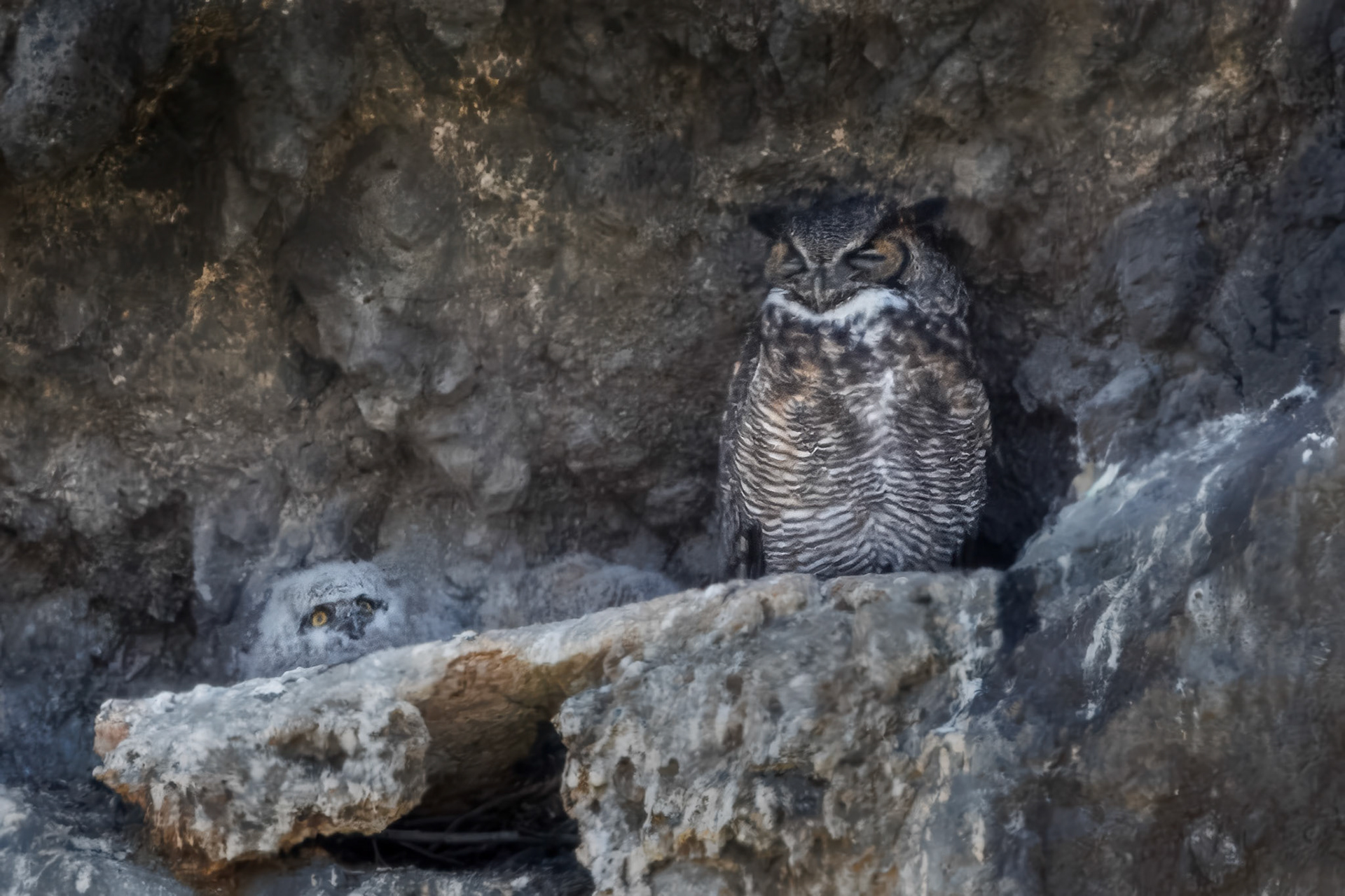Great Horned Owl and Baby