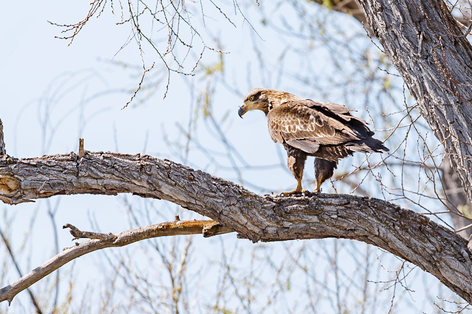Red-tailed Hawk