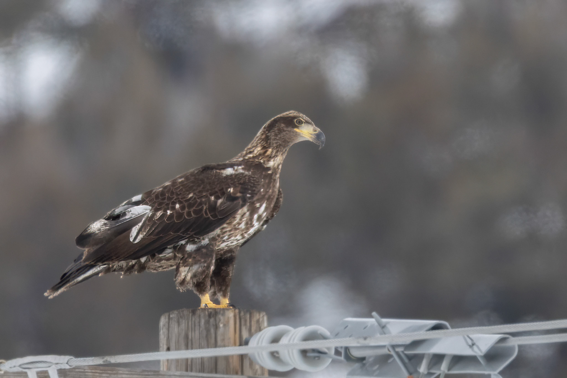 Bald Eagle