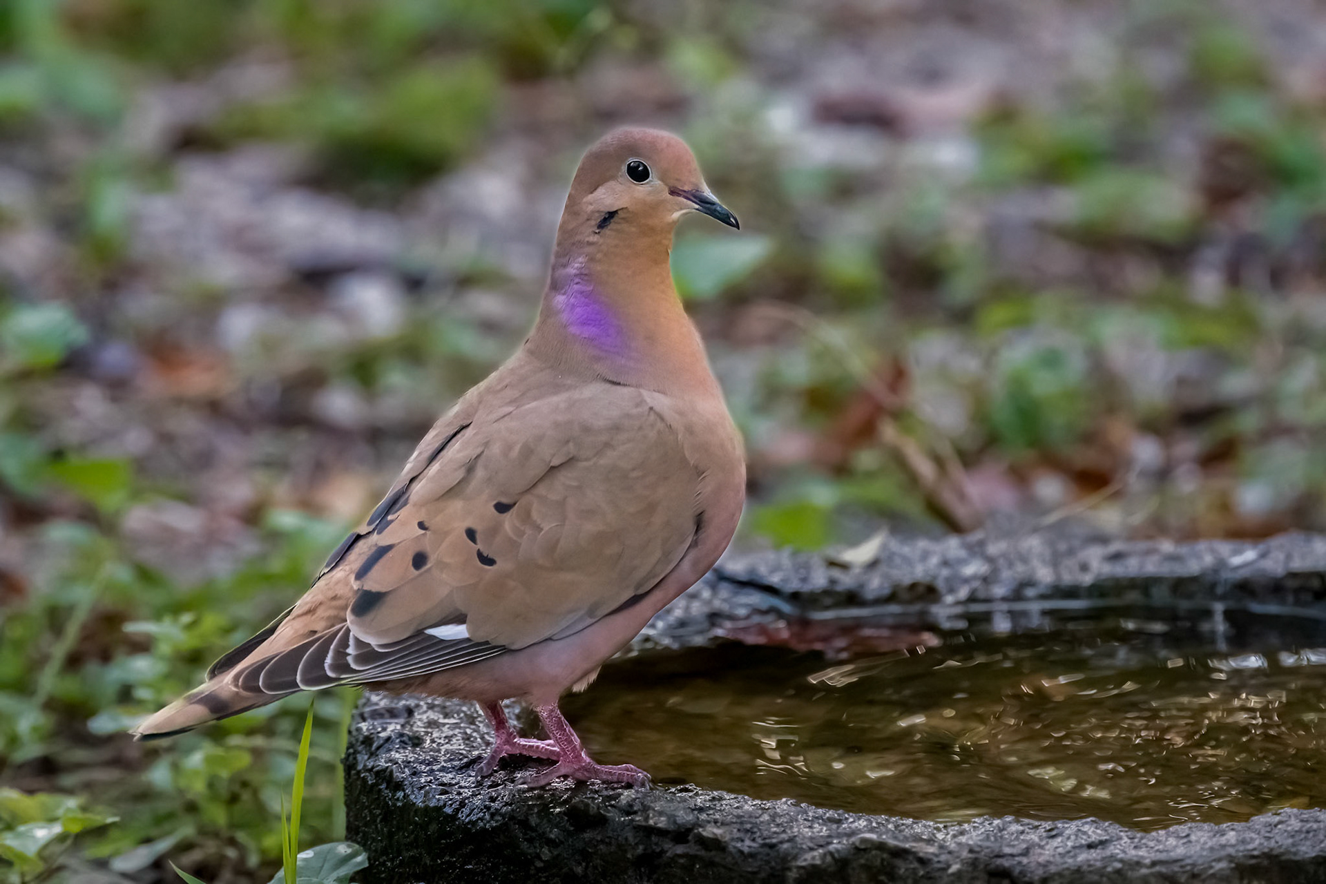 Zenaida Dove