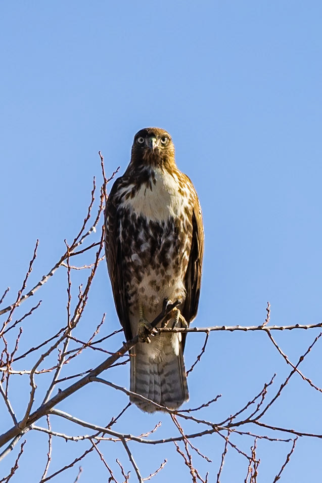 Red-tailed Hawk