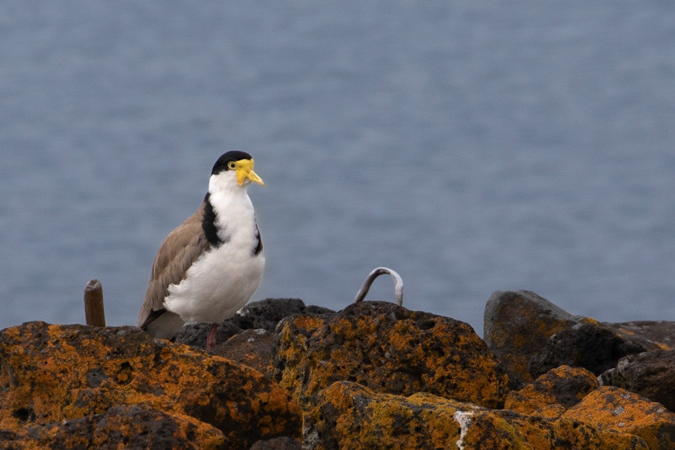 Spur-winged Plover